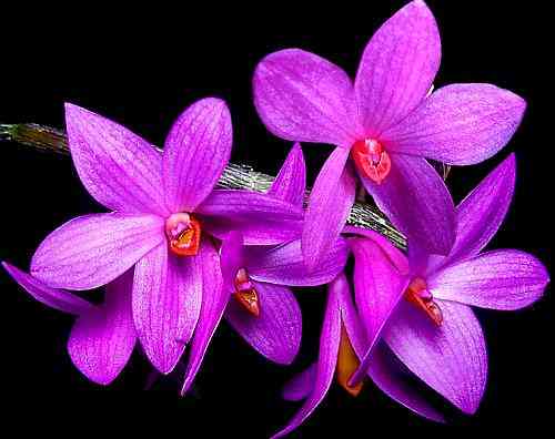 Dendrobium glomeratum